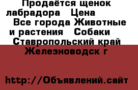 Продаётся щенок лабрадора › Цена ­ 30 000 - Все города Животные и растения » Собаки   . Ставропольский край,Железноводск г.